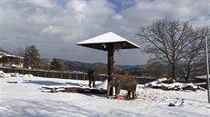 Jedna z posledních fotografií slonice Kaly, která pila do ústecké zoo v roce...