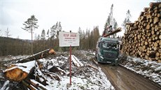 Kůrovec devastuje lesy okolo vodní nádrže Švihov. Zpracování a odvoz dřeva z...