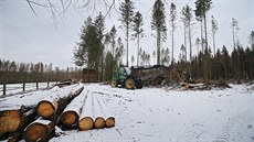 Krovec devastuje lesy okolo vodní nádre vihov. Zpracování a odvoz deva z...