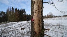 Krovec devastuje lesy okolo vodní nádre vihov. Zpracování a odvoz deva z...