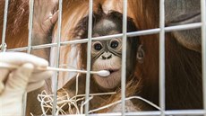 Mládě orangutana v basilejské zoo (31.01.2019)