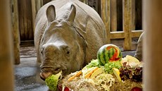 Samici nosoroce indického Rence pipravili oetovatelé ke druhým...