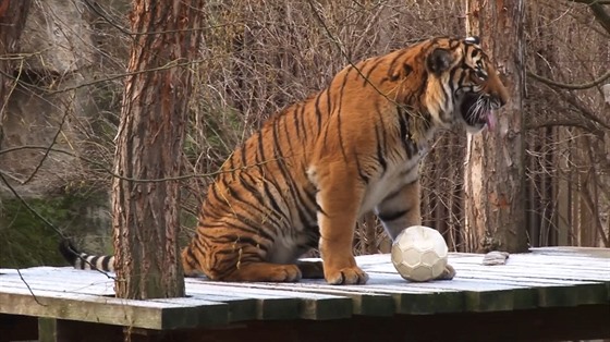 Tygr s mem, vydry na voru, medvd s barelem? V Zoo Praha realita