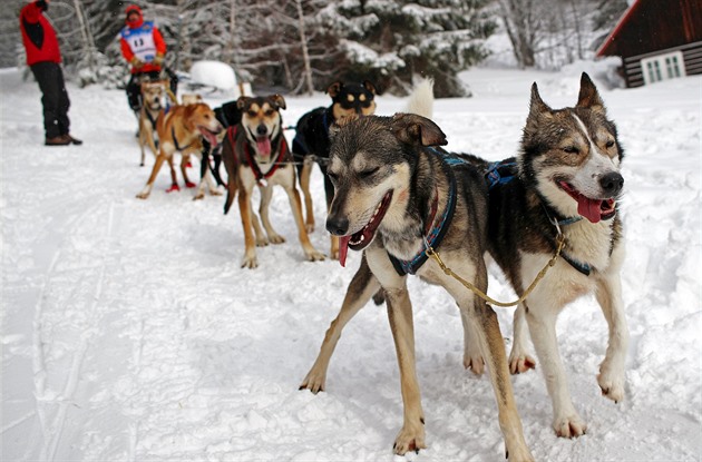 Tídenní závod psích speení Ledová jízda v Krkonoích (11.2.2019).