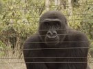 Toulavý autobus v Kamerunu pomáhá gorilám i udritelnému zemdlství.