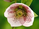 emeice východní (Helleborus orientalis)