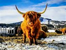 Jedna ze zastávek byla u výbhu krav plemene highland, které je typické dlouhou...