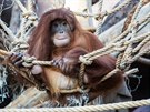 Orangutan sumaterský potebuje pro svou ivotní pohodu opravdu promylený a...