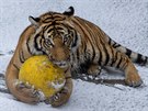 Ani zima a sníh nezastaví tygry malajské pi he s míi. 