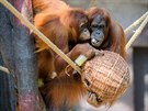 Nejen pro orangutany se pro výrobu enrichmentu pouívá vrbové proutí. Koe,...