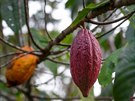 Kakaové boby pěstované na okraji lesa. Zatímco jiné plodiny pěstované v rámci...