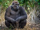Mefou Primate Sanctuary  peuje o osielé i zranné gorily a impanze. Vesms...