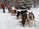 Tídenní závod psích speení Ledová jízda v Krkonoích (11.2.2019).
