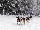 Tídenní závod psích speení Ledová jízda v Krkonoích (11.2.2019).