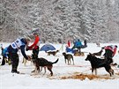 Tídenní závod psích speení Ledová jízda v Krkonoích (11.2.2019).