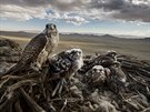 PÍRODA (série): Brent Stirton, Getty Images pro National Geographic - Sokoli a...