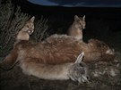 PÍRODA (série): Ingo Arndt pro National Geographic - Divoké pumy z Patagonie
