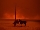 ŽIVOTNÍ PROSTŘEDÍ. Wally Skalij, Los Angeles Times - Koně evakuovaní před...