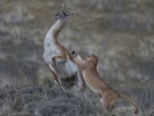 PRODA (srie): Ingo Arndt pro National Geographic - Divok pumy z Patagonie