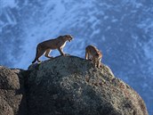PŘÍRODA (série): Ingo Arndt pro National Geographic - Divoké pumy z Patagonie