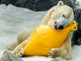 Lední medvdi v Zoo Praha si ve vod i na soui rádi hrají s barely nebo...