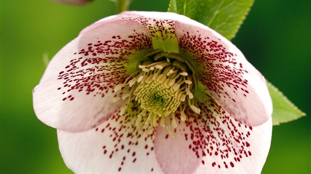 emeice vchodn (Helleborus orientalis)