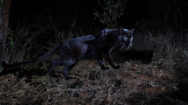 Britsk fotograf Will Burrard-Lucas zachytil v keskm parku Laikipia Wilderness Camp vzcnho ernho pantera.