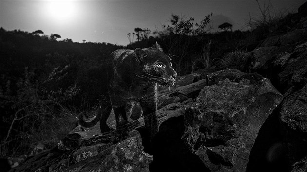 Britsk fotograf Will Burrard-Lucas zachytil v keskm parku Laikipia Wilderness Camp vzcnho ernho pantera.