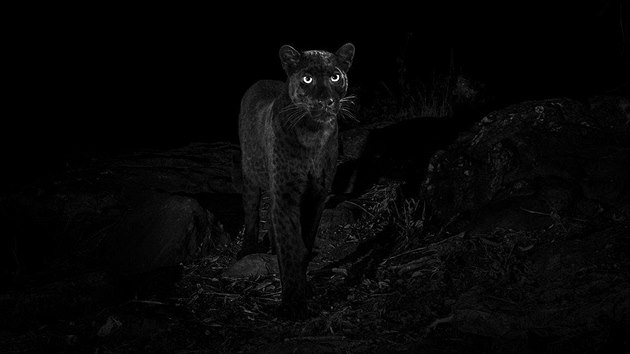Britsk fotograf Will Burrard-Lucas zachytil v keskm parku Laikipia Wilderness Camp vzcnho ernho pantera.