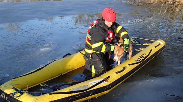 Karvint hasii zachrnili psa Artue, propadl se ledem a skonil na ostrvku. (17. 2. 2019)