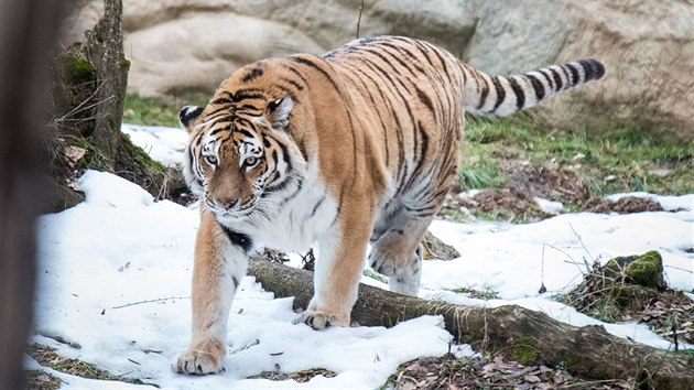 Na samce Boatsmana ekala ve zlnsk zoo samice Tanja, zahrada douf v spn odchov mlat.