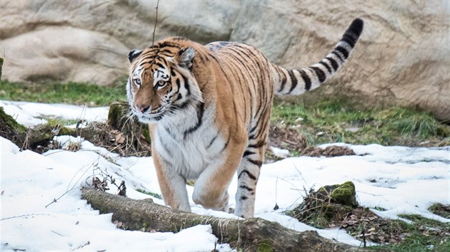 Na samce Boatsmana ekala ve zlnsk zoo samice Tanja, zahrada douf v spn odchov mlat.