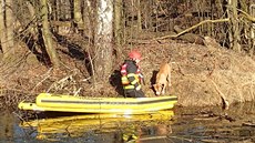 Karvintí hasii zachránili psa Artue, propadl se ledem a skonil na ostrvku....