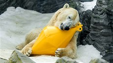 Lední medvdi v Zoo Praha si ve vod i na soui rádi hrají s barely nebo...