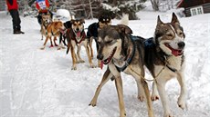 T�ídenní závod psích sp�e�ení Ledová jízda v Krkono�ích (11.2.2019).