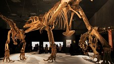 Rekonstruované kostry tí jedinc druhu Mapusaurus roseae v rzných vkových...