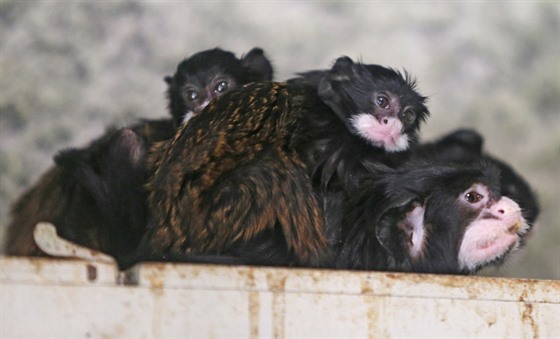 Souití páru tamarín v jihlavské zoo nebylo jednoduché od samotného zaátku....