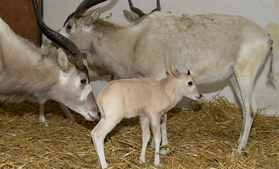Pohled na jedno ze dvou mláat poutních antilop adax, která se narodila v...