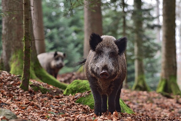 Nespoutaná divoina zachycená ocenným fotografem Lukáem Zemanem. Na snímku...