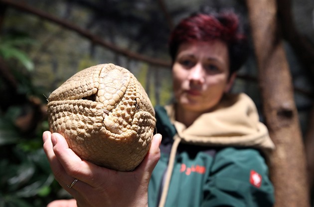 V duchu pásovce. Návštěvníci jihlavské zoo si mohou zdarma také zahrát pétanque