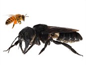 Včela Megachile pluto (dole) v porovnání s včelou medonosnou (nahoře)