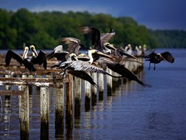 SLET PELIKÁN. Na jezee Mecoacán v Mexiku se slétali pelikáni.  