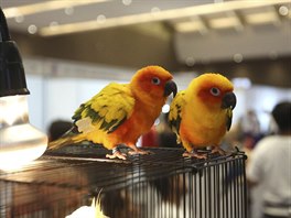 Papouci na výstav zvíat v Jakart, Indonésii (22. února 2019)