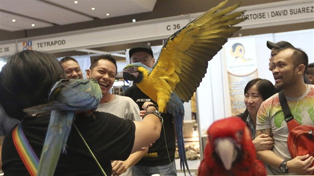 Papouci ara na vstav zvat v Jakart, Indonsii (22. nora 2019)