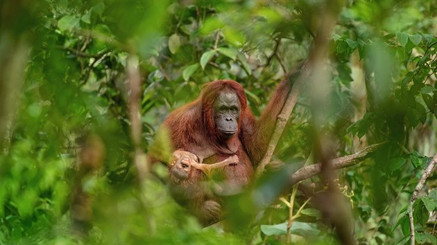 Vtzn snmek orangutanice s mldtem, kter se stal fotografi roku 2018 soute Czech Press Photo.