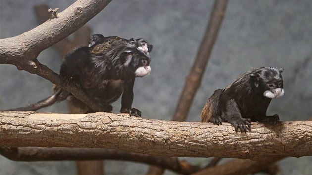 Souit pru tamarn v jihlavsk zoo nebylo jednoduch od samotnho zatku. Po narozen dvojat zavaj idylu.