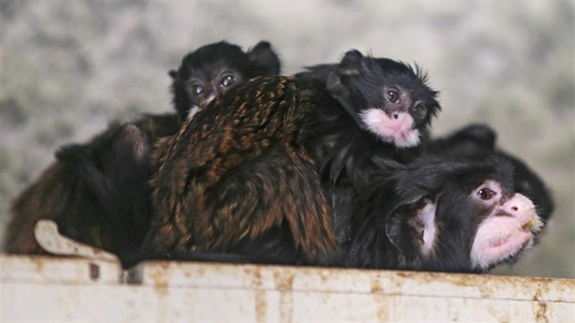 Souit pru tamarn v jihlavsk zoo nebylo jednoduch od samotnho zatku. Po narozen dvojat zavaj idylu.