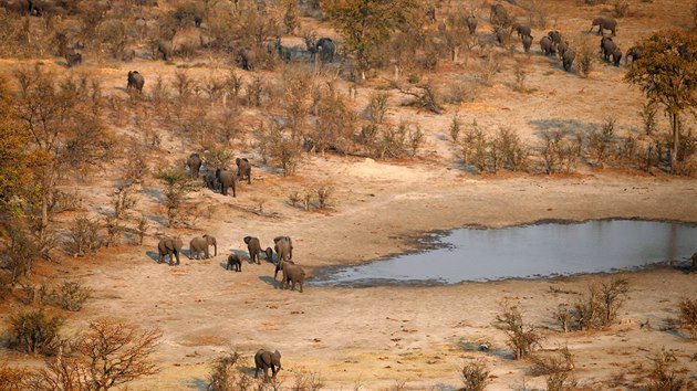 Sloni u napajedla v oblasti Mababe v Botswan (19. z 2018)