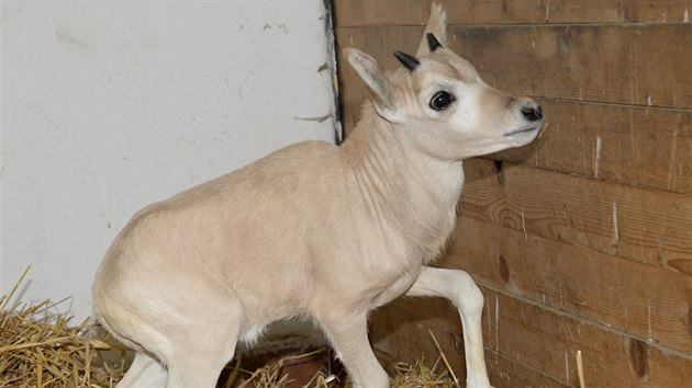Pohled na jedno ze dvou mlat poutnch antilop adax, kter se narodila v olomouck zoologick zahrad na pelomu ledna a nora.