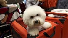 Bi�onek na výstav� zví�at v Jakart�, Indonésii (22. února 2019)